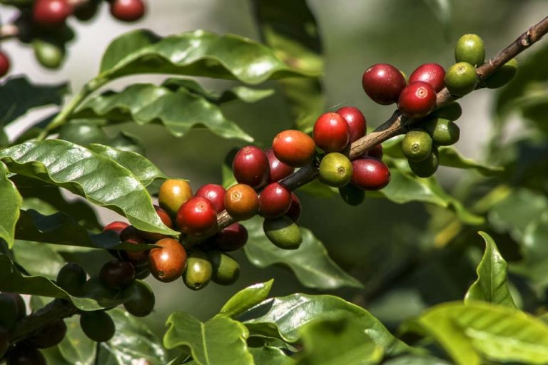 Agricultura en Puerto Rico: 5 retos del 2018