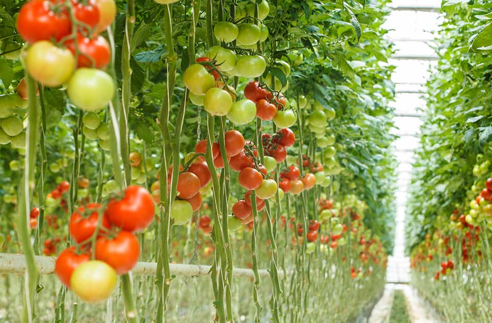 Bienes De La Hidropona En La Vigor Hoy Sano