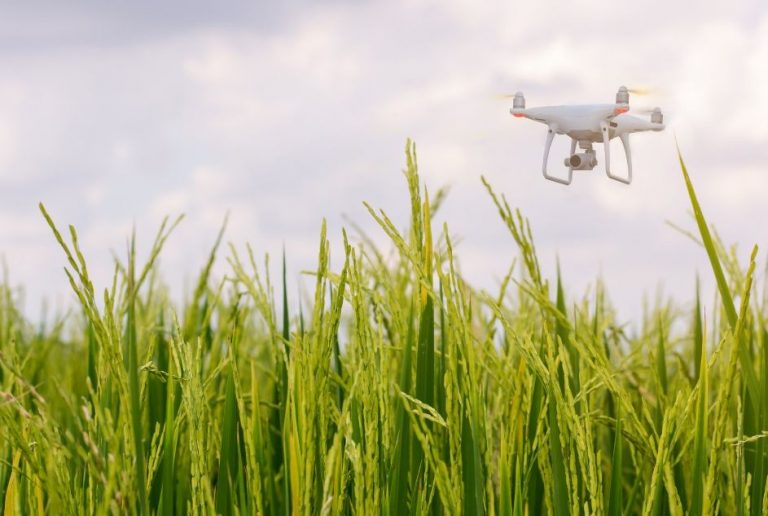 drone_flying_above_fil_precision_agriculture