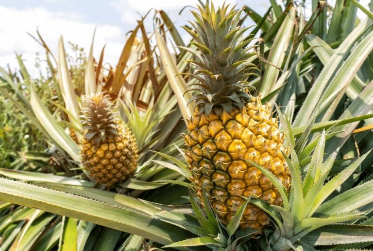 Piñas