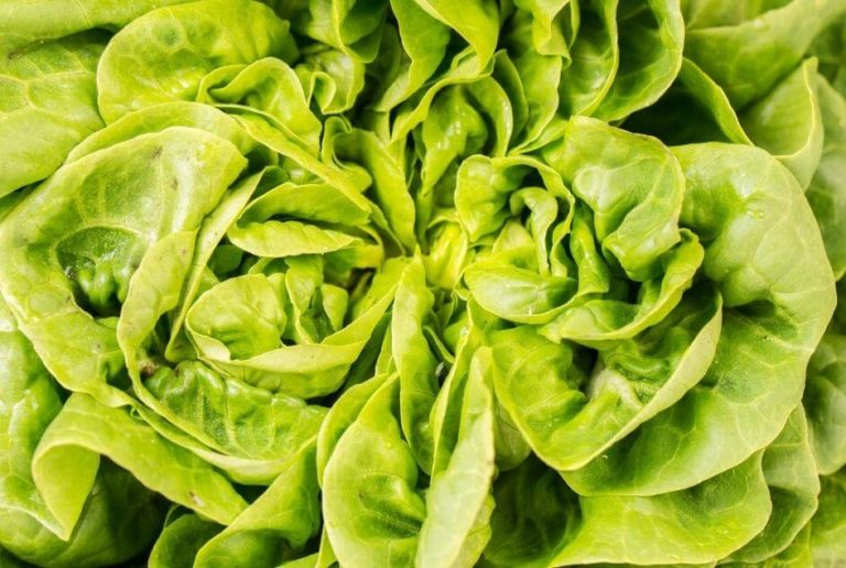 F&F Hydroponics