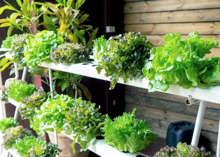 La hidroponía: una producción limpia, rápida y ahorrativa