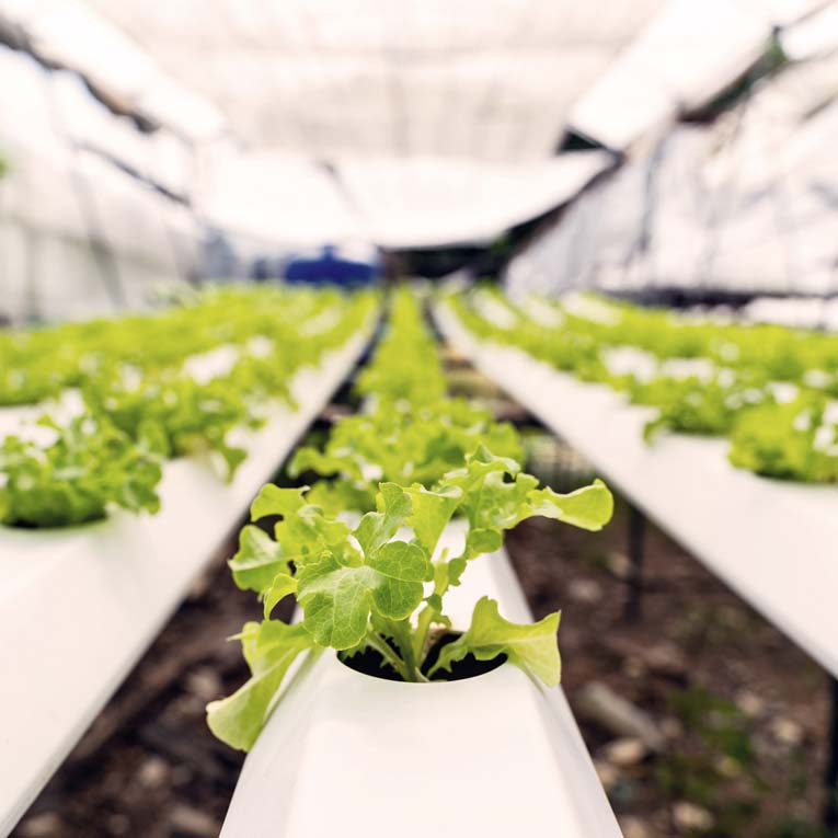 La hidroponía: una producción limpia, rápida y ahorrativa