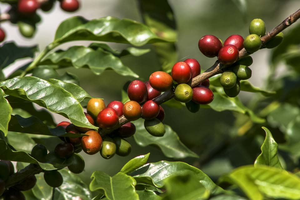 Agricultura en Puerto Rico: 5 retos del 2018