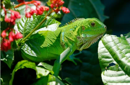 5 plagas que afectan la agricultura en Puerto Rico