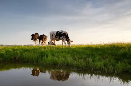 Innovación y mejores prácticas agrícolas ganaderas (ganado vacuno y porcino)