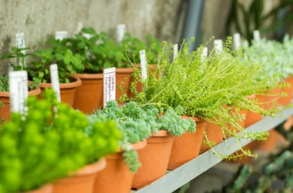 Innovación y mejores prácticas agrícolas en plantas ornamentales