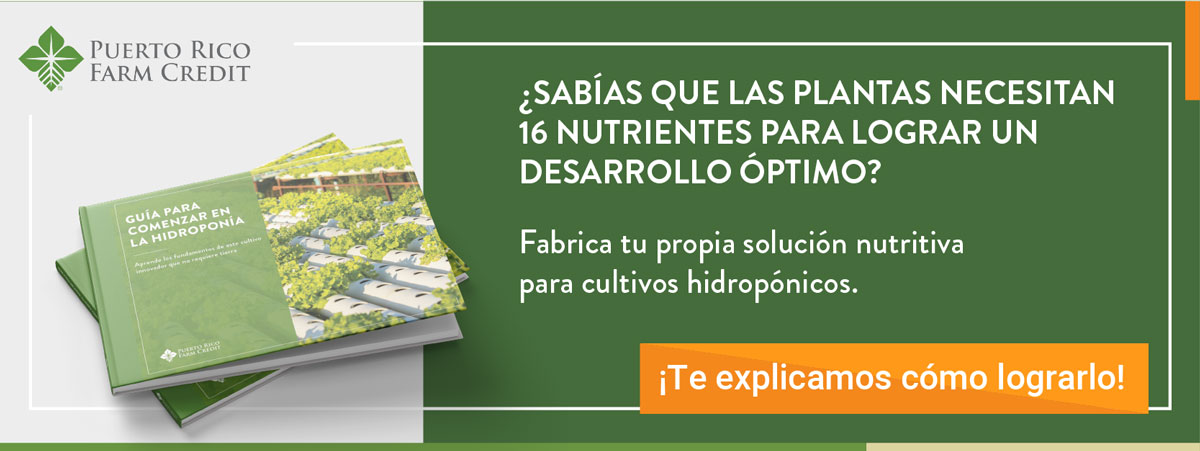 hidroponicos