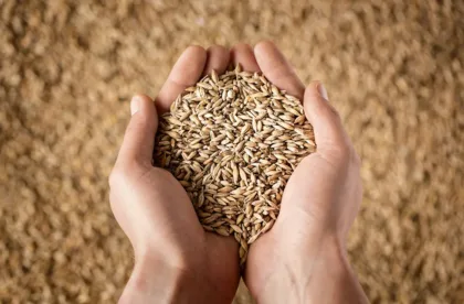 Innovación y mejores prácticas para prevenir contaminación en cultivos farináceos