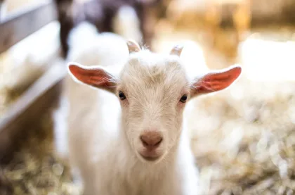 Innovación y mejores prácticas agrícolas de pequeños rumiantes