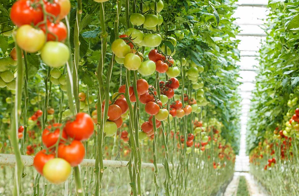 Sistemas de cultivo hidroponico