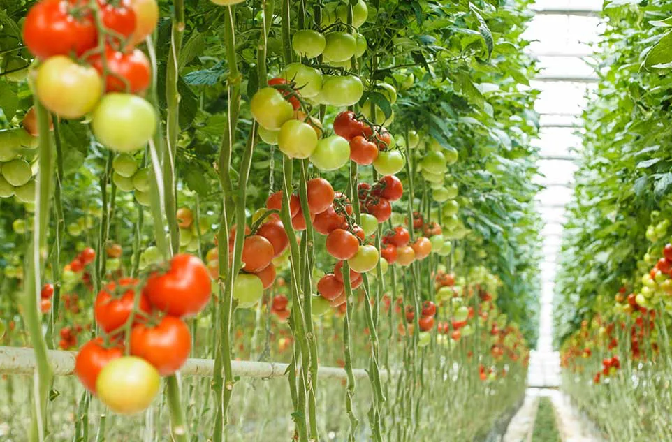 Sistemas de cultivo hidroponico