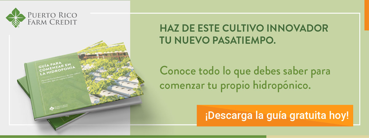 hidroponicos
