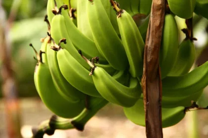 Meta nacional: Disminuir la importación de alimentos