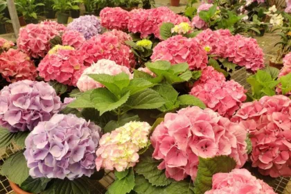 Industria de plantas ornamentales aumenta su clientela en tiempos de COVID-19