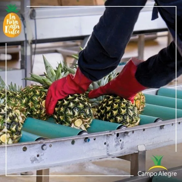Cultivo de Piña