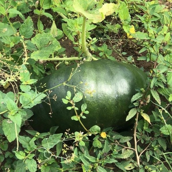 Calabaza-Atabey
