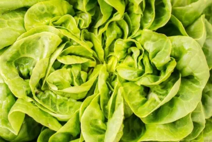El indudable éxito de F&F Hydroponics y su producción de salanova