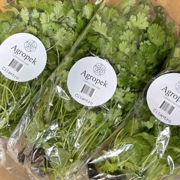 Cilantro Agropek