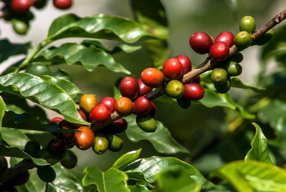 Grano del café