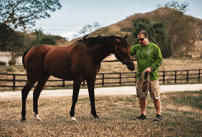 Caballos Purasangre