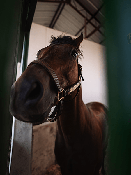 Caballos Purasangre