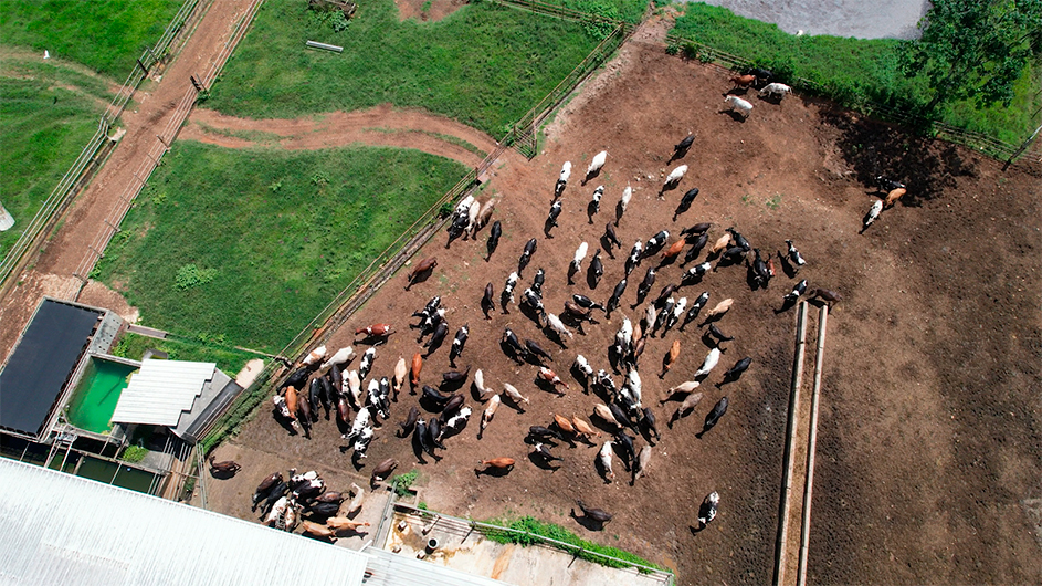 Sueño agroboricua, agricultura con tecnología