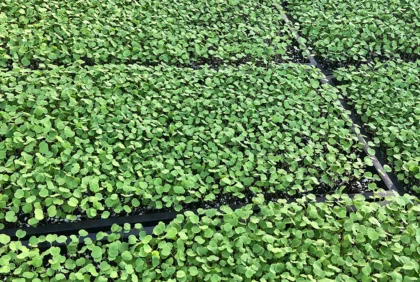 Productos en auge que puedes considerar para la rentabilidad de tu agronegocio