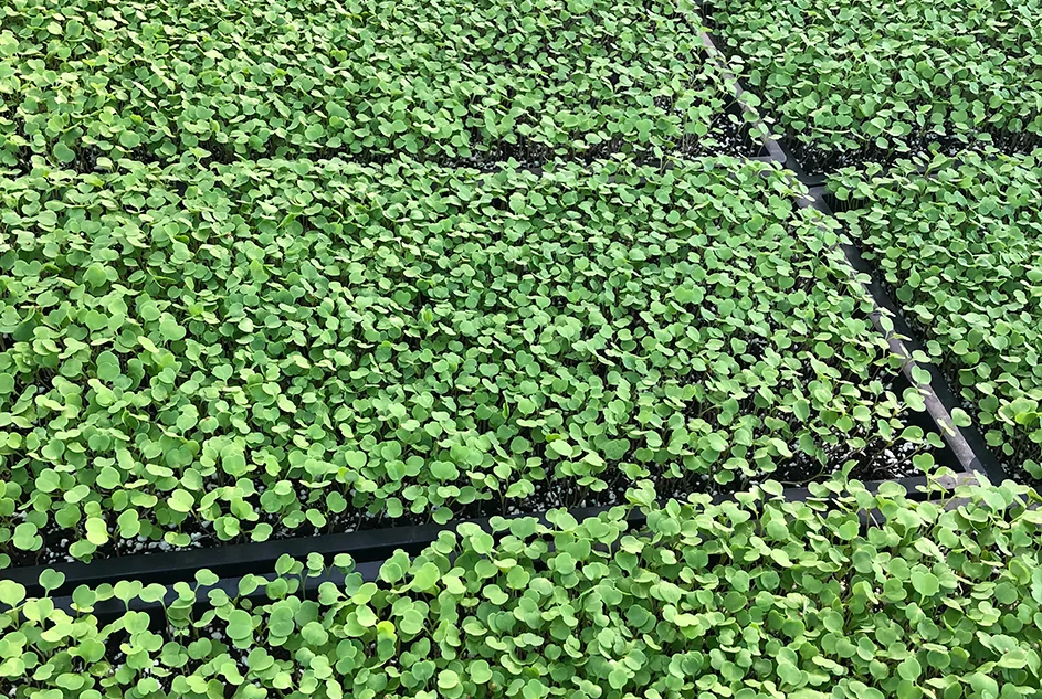 productos en auge para agronegocio
