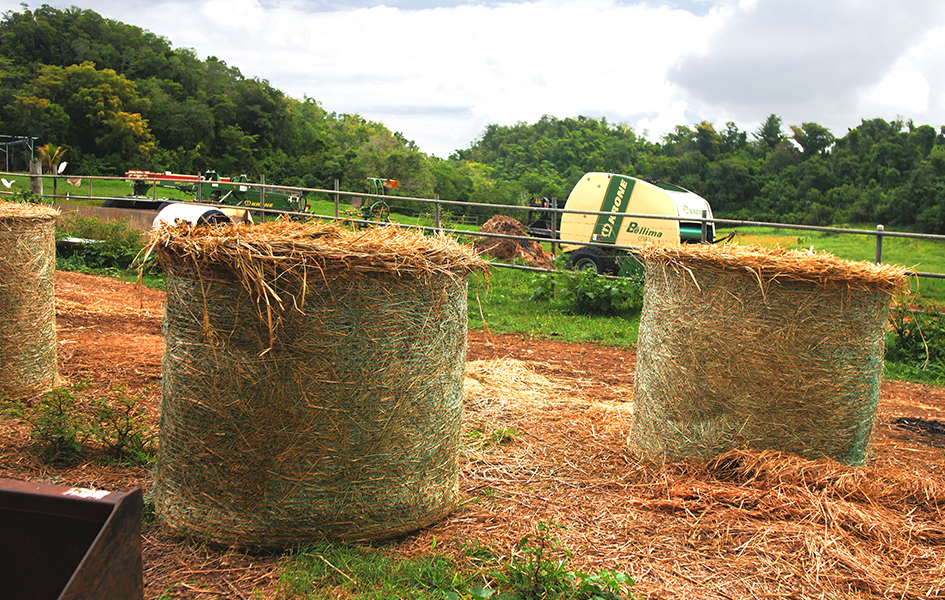 factores diferenciadores farmer strong