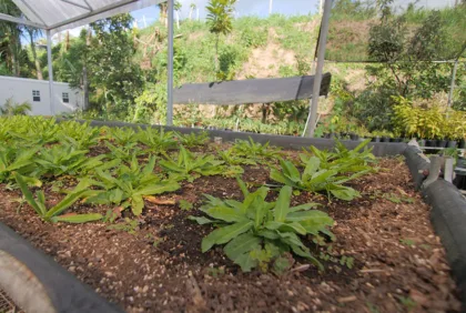 Mejores prácticas agrícolas: innovación y sostenibilidad