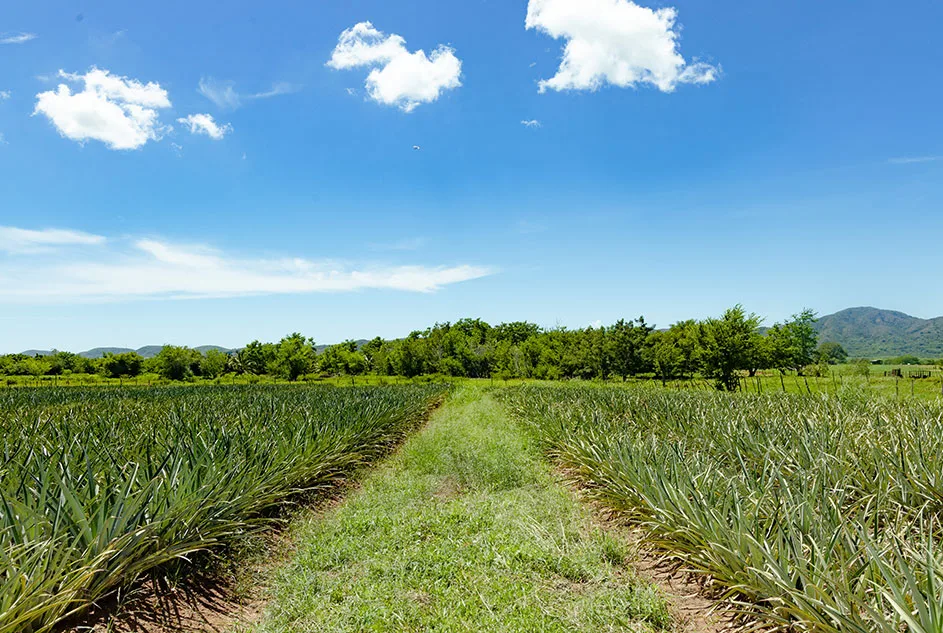 Hacienda Cabezona: puerto rico farm credit