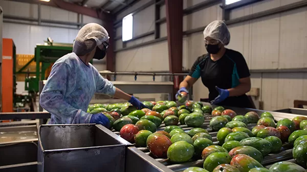 Mejora de la calidad de los alimentos y la nutrición