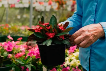 Jardín Palmas y Plantas del Centro: el fruto de un sueño familiar