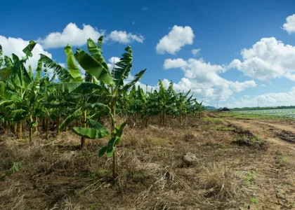 Guineos y plátanos, del cultivo a nuestra mesa