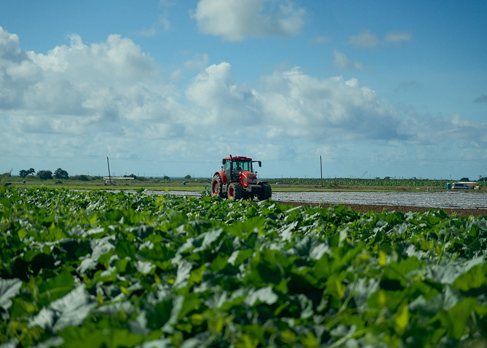 Guineos y plátanos, del cultivo a nuestra mesa