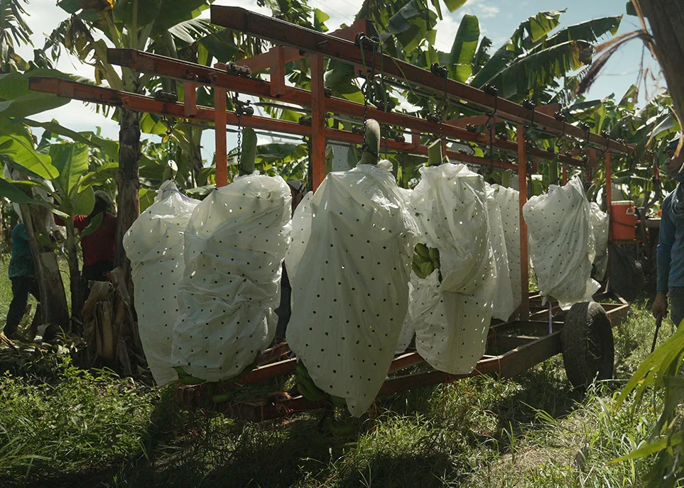 De la semilla a la mesa: Cómo planificar financieramente el ciclo completo de tu cultivo en PR
