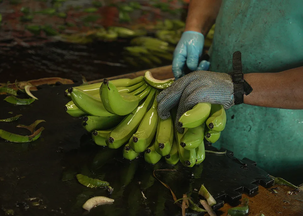 De la semilla a la mesa: Cómo planificar financieramente el ciclo completo de tu cultivo en PR
