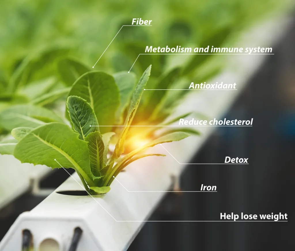 Gráfico de hoja hidropónica listando beneficios para la salud (fibra, antioxidantes, colesterol), promoviendo el contenido de la Guía Gratuita de sistemas hidropónicos.