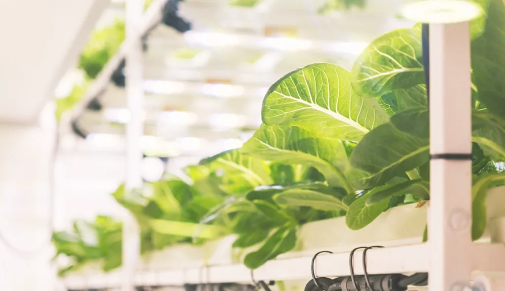 Cultivo vertical hidropónico moderno de lechugas bajo luces LED, ilustrando la producción limpia, la innovación y la agricultura sostenible.