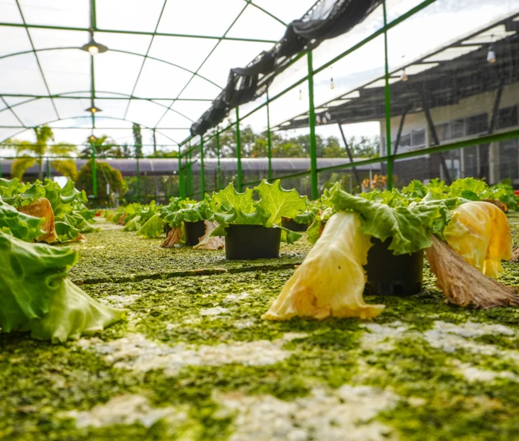 Primer plano de lechugas hidropónicas con daño visible por plagas y enfermedades, ilustrando los desafíos de manejo de plagas en sistemas de cultivo hidropónico.