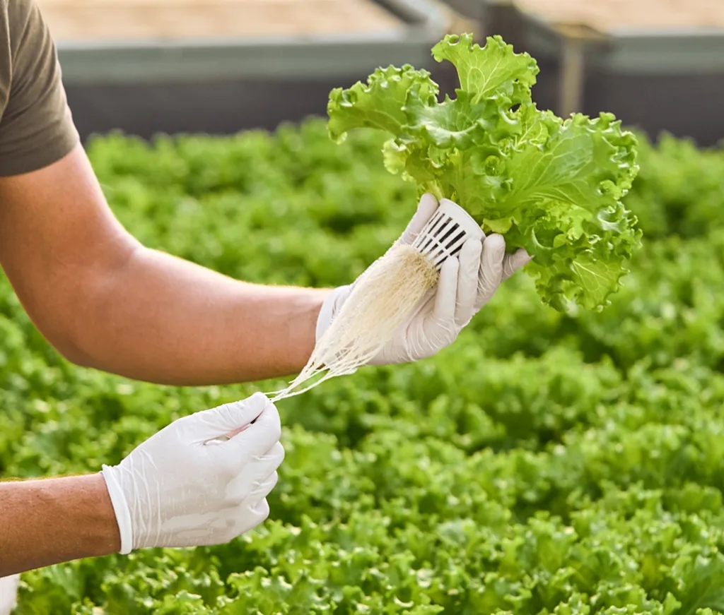 Persona cosechando lechugas frescas en un invernadero, ilustrando los modernos sistemas de cultivo hidropónico y la tecnología agrícola sostenible