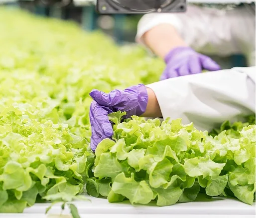 Científico analizando cultivos en una granja vertical hidropónica, enfocando la investigación en las ventajas y desventajas de este sistema agrícola.