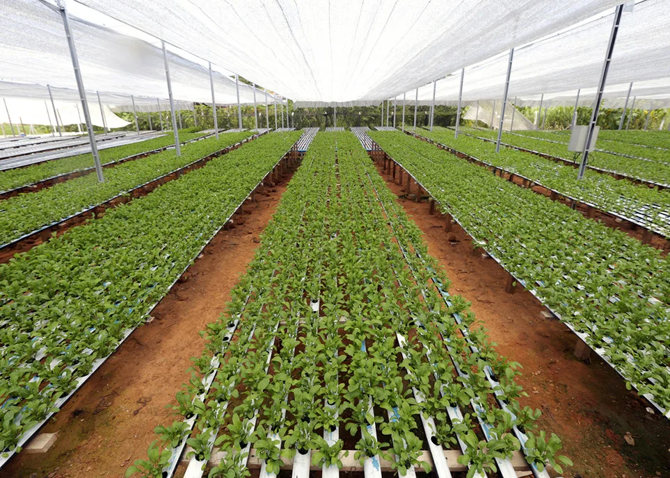 Sistema de agricultura vertical hidropónica en Puerto Rico ahorrando 95% de agua con múltiples niveles de cultivo