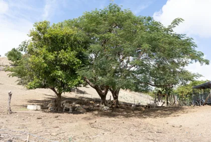 ¿Sueñas con tu finca? la guía definitiva para evaluar y financiar la compra de tierra agrícola en Puerto Rico