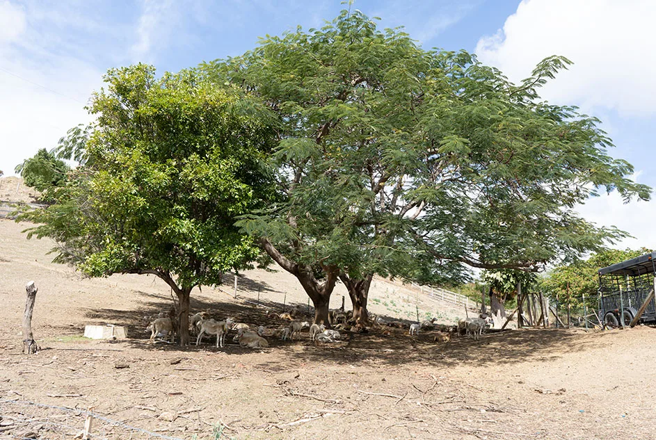 ¿Sueñas con tu finca? la guía definitiva para evaluar y financiar la compra de tierra agrícola en Puerto Rico
